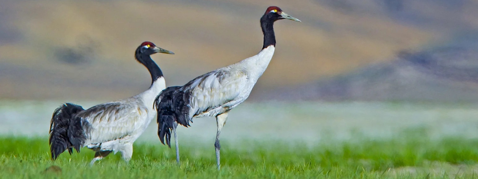 Myriad of Migratory Birds