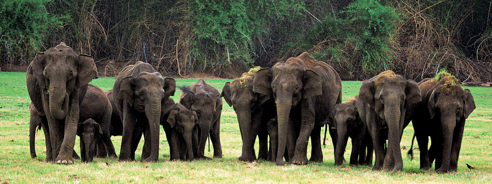 Nagarhole National Park