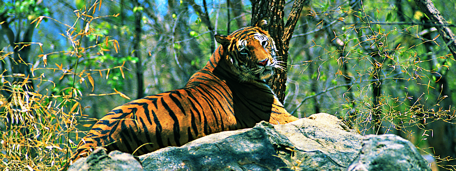 Periyar Tiger Reserve