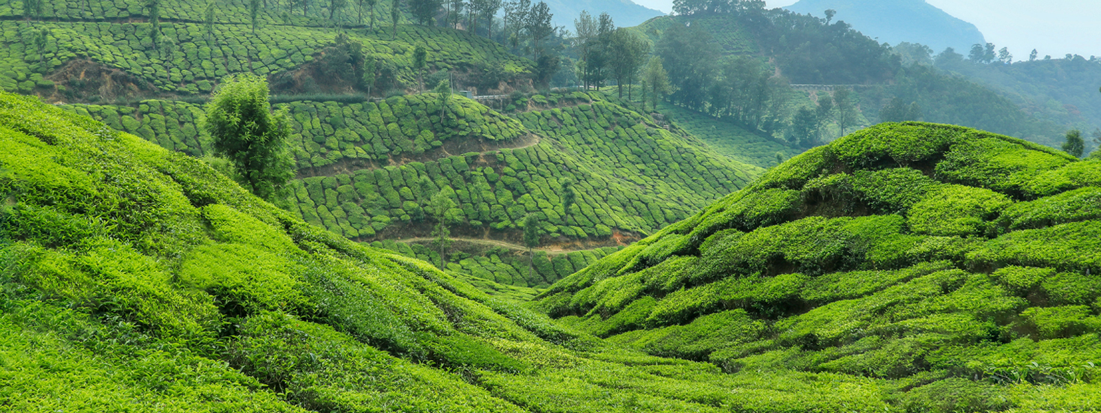 Lush Tea Estates