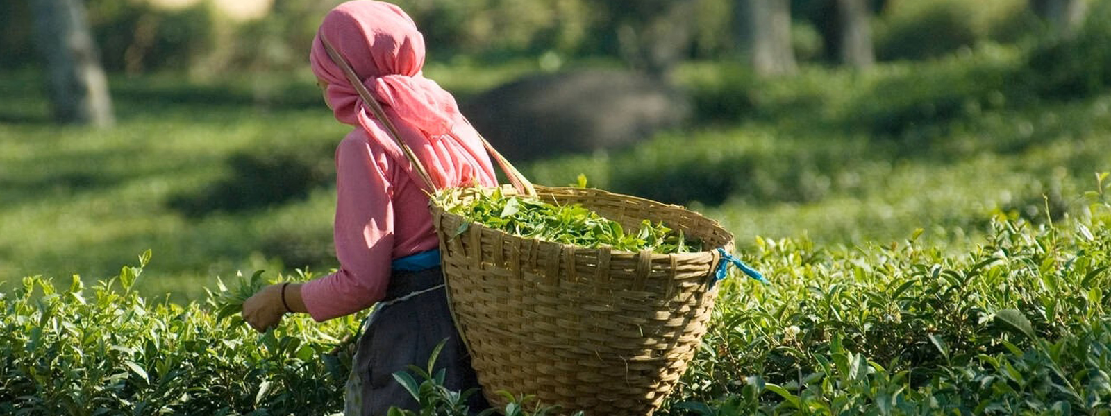 Explore a Working Tea Plantation